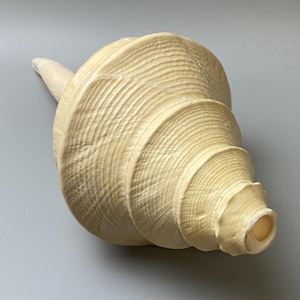 Op de afbeelding: Een grote, gebroken witte zeeschelp met een spiraalvormige, conische vorm en een getextureerd oppervlak met fijne, concentrische ribbels. De schelp loopt aan één kant uit in een punt en heeft een ronde opening aan het bredere uiteinde.