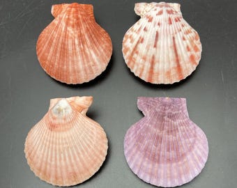 4 aantrekkelijke kleurvariaties van Sint-Jakobsschelpen strandbruiloft kustdecoratie DIY ambachtelijke schelpencollectie #1233