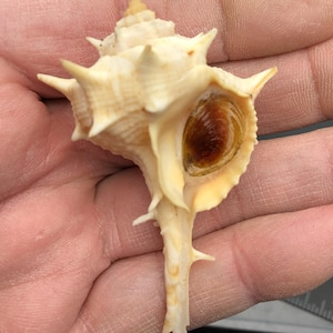 Op de afbeelding: Een witte schelp met een lange, puntige punt en scherpe, stekelige randen. De schelp heeft een bruine opening met een spiraalvormig patroon.