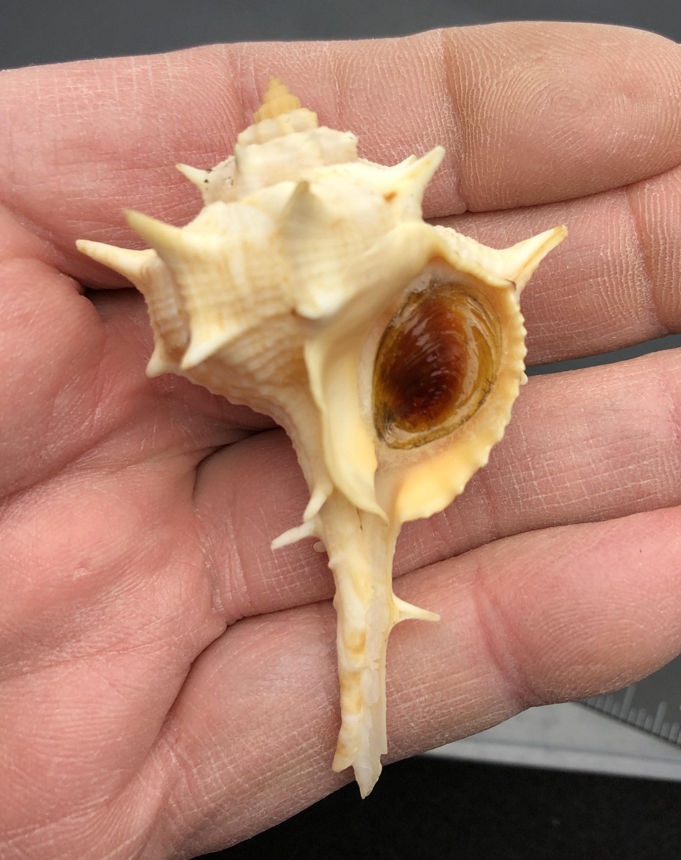 Purple Dye Murex From Italy #murex Brandaris# Collectors Shell