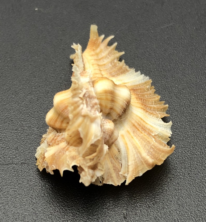Murex Chicoreus Miyokoae Tiny Sized Shell Collectors Shell Beach Cowrie ...