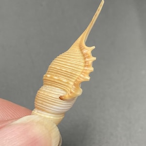 Könnte beinhalten: Nahaufnahme einer Muschelschale, die ihre spiralförmige Struktur und das längliche, spitze Ende zeigt. Die Schale weist einen Farbverlauf von cremeweiß bis hellbraun mit feinen Rippen auf der Oberfläche auf. Die Muschel wird von den Fingern einer Person gehalten.