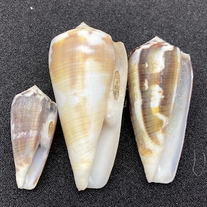 Può includere: Tre conchiglie a forma di cono di diverse dimensioni e colori. I gusci mostrano un mix di tonalità marroni, beige e bianche, con motivi e trame visibili. Le conchiglie sono disposte su una superficie scura.