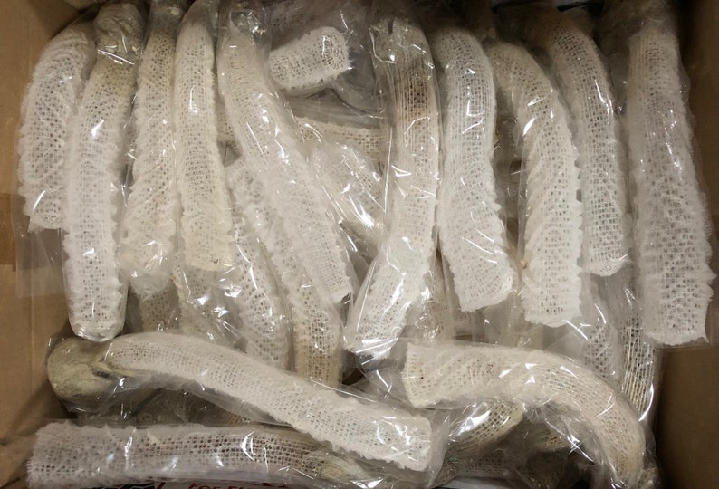 30 Venus Flower Basket Shell Euplectella Aspergillum Sea Maritime Beach