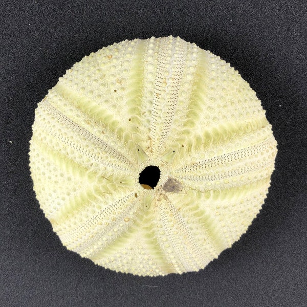 Rare sea urchin without spine: Astropyga radiata, Philippines, bleached white, approx. 12 cm diameter, Echinoida