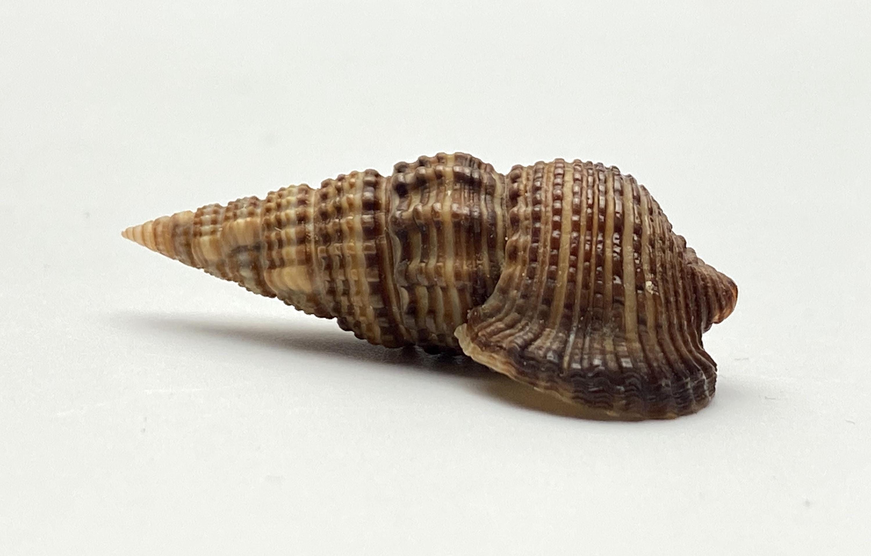 Sulcate Swamp Cerith Sea Shell #1647 Collectors Shell Beach Cowrie ...