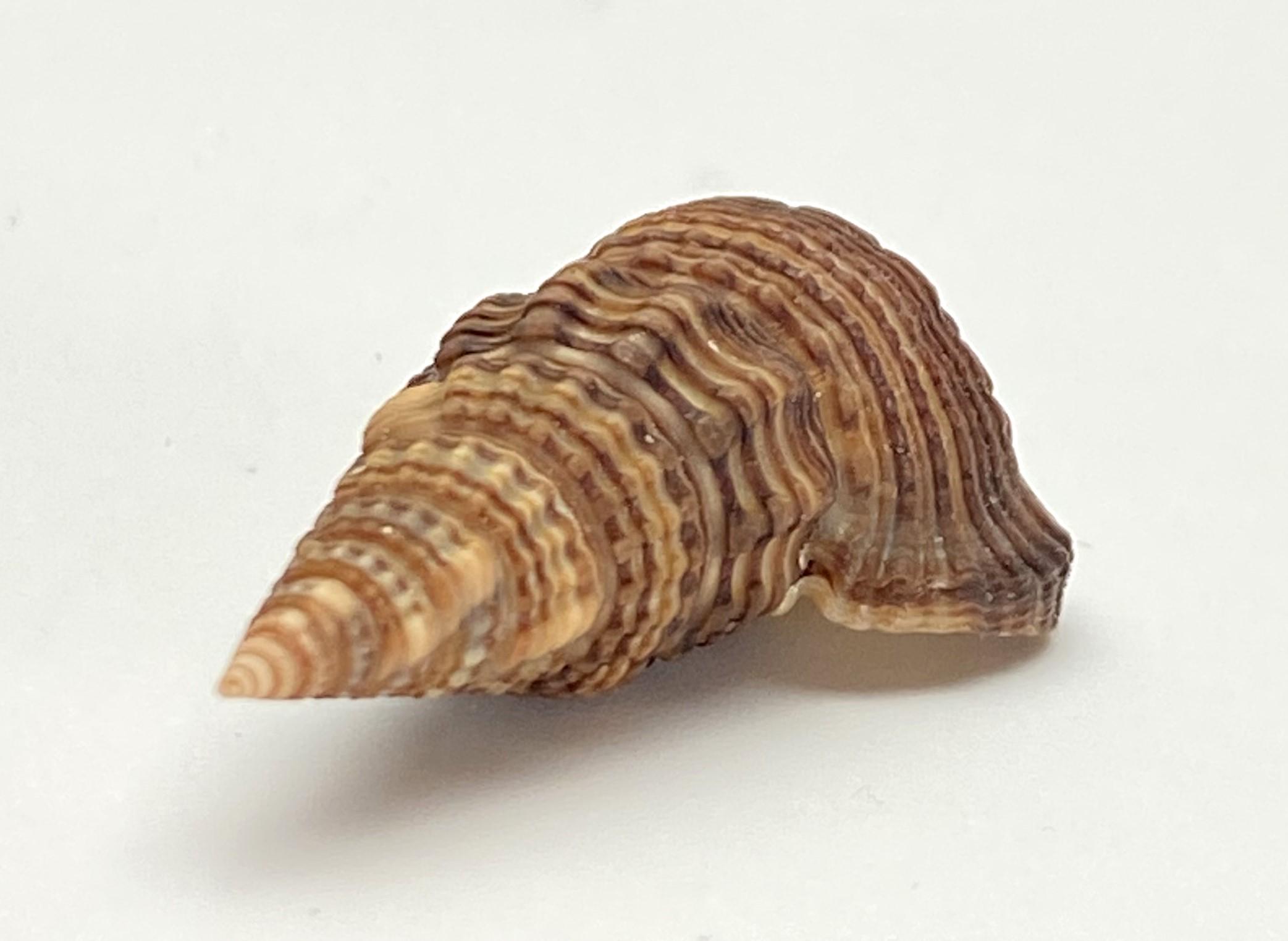 Sulcate Swamp Cerith Sea Shell #1647 Collectors Shell Beach Cowrie ...