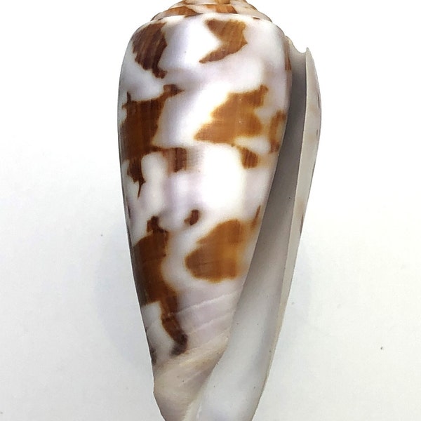 Rare Governor Cone from Madagascar Maritim beach Triton shell #1083 collectors shell