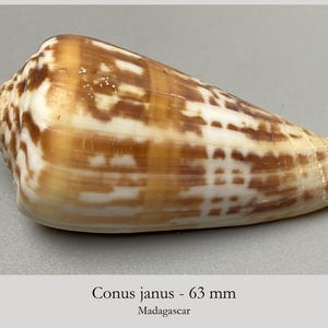 Puede incluir: Una concha marina Conus janus que mide 63 mm de largo. La concha en forma de cono presenta una superficie lisa y brillante con un patrón de bandas alternas marrones y blancas y marcas moteadas, estrechándose hacia un ápice puntiagudo.
