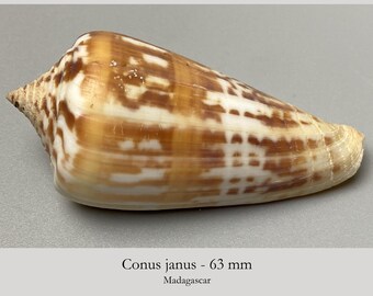 Rare Cone species - Conus janus - 63 mm - Madagascar - ocean beach - collectors shell - cone shell #4H-1999