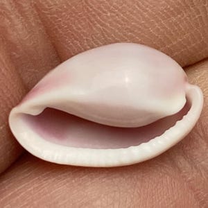 Puede incluir: Primer plano de una concha lisa, rosa y blanca. La concha tiene un acabado brillante y una forma curvada, con un interior rosa. El objeto es natural y orgánico.