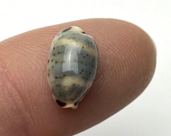Swallow cowrie small but elegant Philippine shell Sea Maritim beach #Cypraea hirundo neglecta# collectors shell cowry #1628-6F