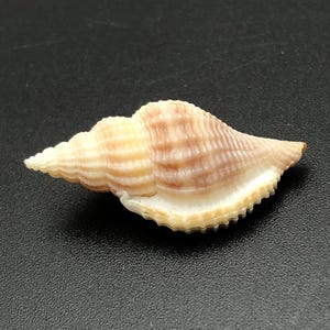 Puede incluir: Una pequeña concha de mar de color marrón claro con forma de espiral y una superficie texturizada. La concha tiene un patrón de color rosa claro y blanco.