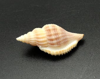 Mini schelp Netted Tibia #M-02 zeeschelp -Varicospira crispata- kauri schattige schelpen