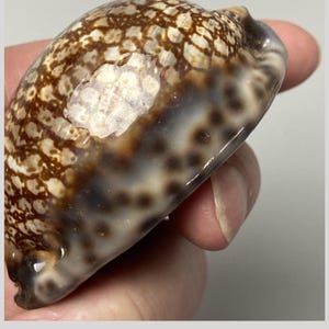 Cypraea arabica immanis - 88 mm - Madagscar - margens lindamente manchadas - Cowrie árabe - concha do mar #1920-5K0