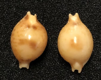 Set van 10 stuks kikkererwtenschelpen (Cypraea bistrinotata samarensis) voor doe-het-zelf decoratie, zoals spiegeldecoratie met zeemansthema en Mancala-stenen.