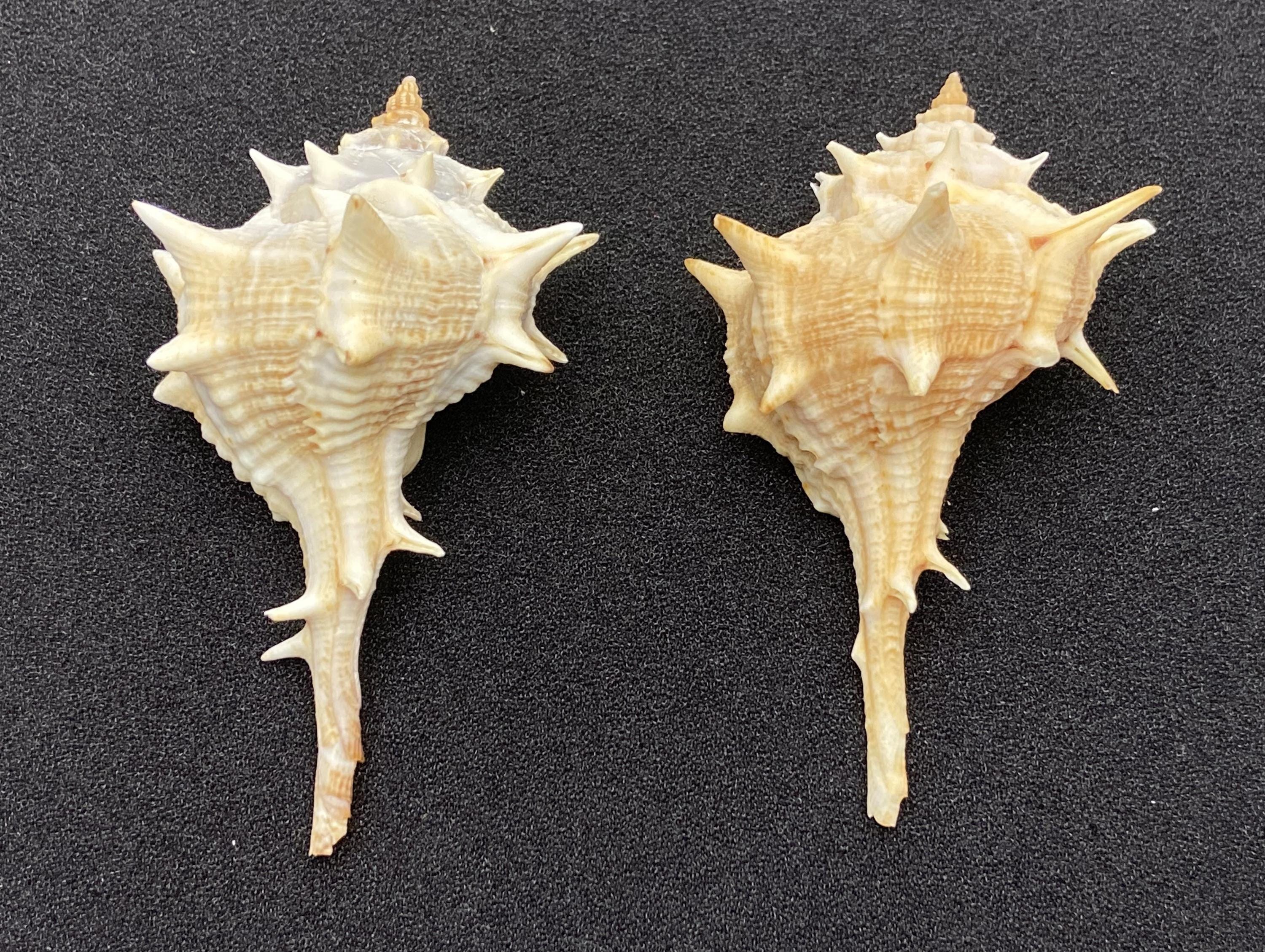 Purple Dye Murex From Italy #murex Brandaris# Collectors Shell