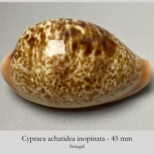Könnte beinhalten: Eine glatte, oval geformte Cypraea achatidea inopinata Muschel mit einer Größe von 45 mm. Die Schale weist ein gesprenkeltes Muster aus dunkelbraunen Flecken auf einem helleren beigen Untergrund auf, mit glänzender Oberfläche und einem weißen Fleck.