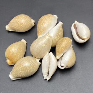 May include: A selection of beige and white seashells with speckled patterns. Some shells are open, revealing the inner texture. The shells are arranged on a dark surface, showcasing their natural colours and shapes.