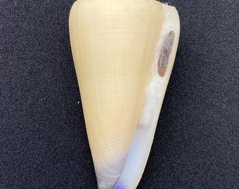 Zelden aangeboden met operculum #Conus virgo# Filipijnse schelp Maritiem strand Kauri #OC58 schelp koraal abalone Kegelschelp