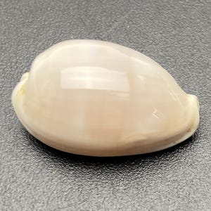 Può includere: Una conchiglia liscia di forma ovale, con una superficie lucida bianco sporco e rosa pallido. Il guscio ha una parte superiore arrotondata e una parte inferiore leggermente appiattita, con una piccola apertura visibile su un lato. La superficie riflette la luce.