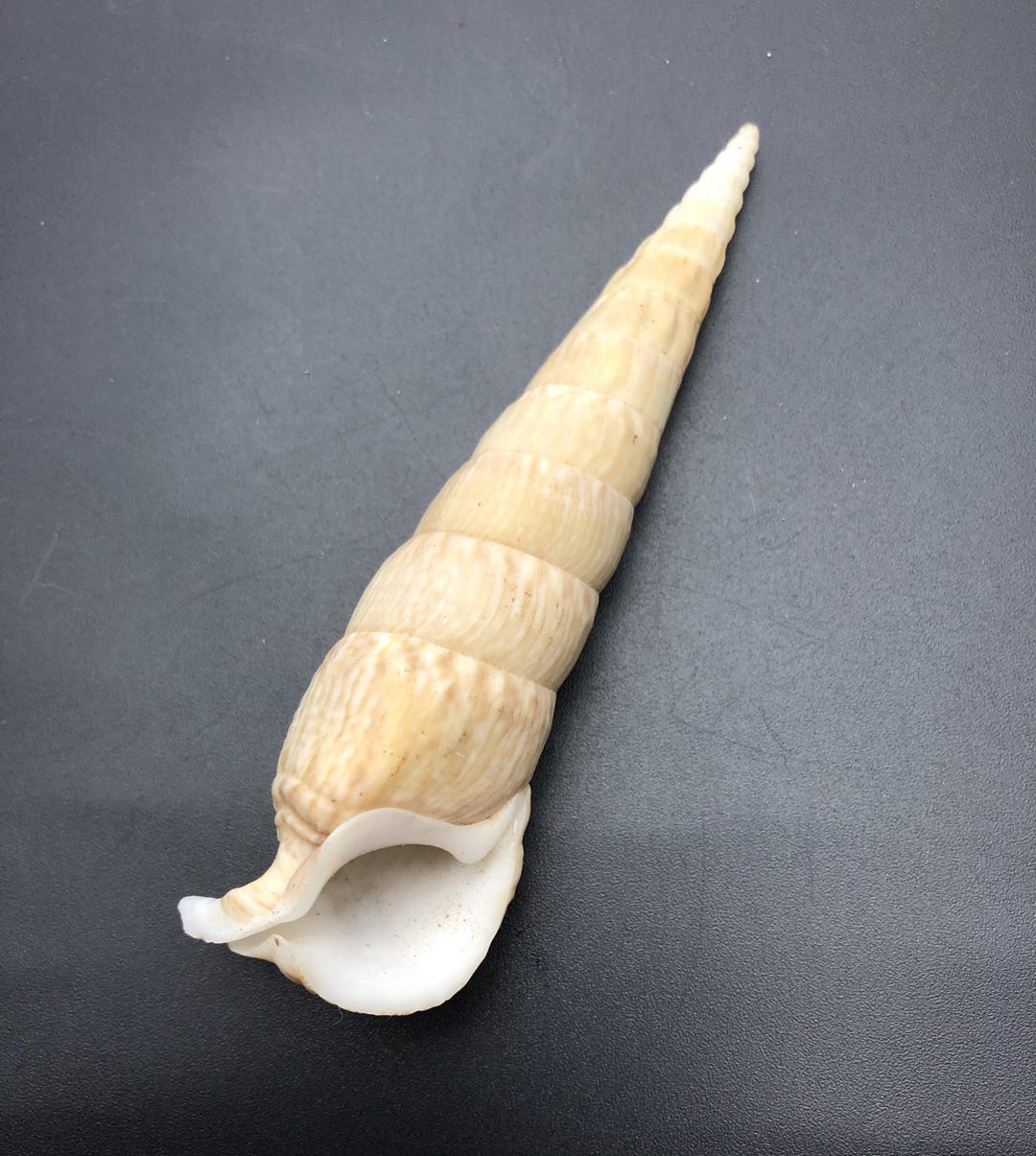 Horned Shell Noble Vertagus From the Family of Horn Shells #pseudovertagus Nobilis ...