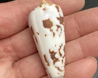 Zeldzame Gouverneur Cone uit Madagaskar #Conus gubernator# Maritim beach Triton schelp #1774 verzamelaarsschelp