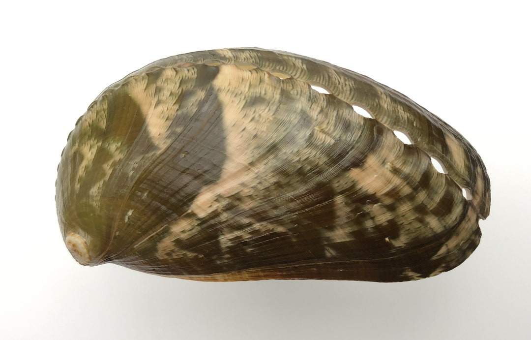 Donkey's Ear Abalone XL >10 Cm = 4 Inches up Haliotis Asinina Rare Size ...