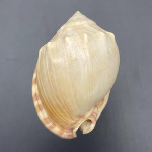 Könnte beinhalten: Eine große, cremefarbene Muschel mit spitzer Spitze und rundem Körper. Die Schale hat eine glatte, glänzende Oberfläche mit subtilen Farbvariationen und einem Spiralmuster am Rand. Die Schale ist eine natürliche, organische Form.