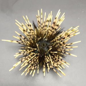 珍しい棘のあるウニ: Clypeaster humilis フィリピン 5 cm ウニ科