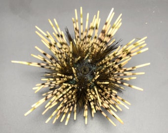 喉から手が出るレア種 ウニ殻(Clypeaster europacificus) 珍しい棘のあるウニ : Clypeaster reticulatus フィリピン 4 cm