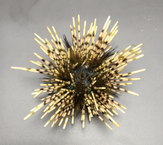 棘のある珍しいウニ：Pseudoboletia calamaris #1031 フィリピン産