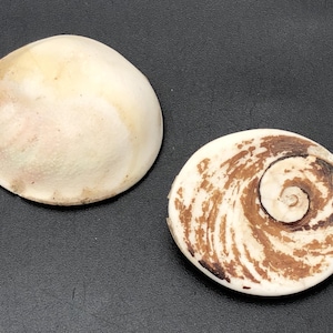 Könnte beinhalten: Zwei Muschelschalen auf dunklem Untergrund. Eine ist ein glattes, cremefarbenes Oval. Die andere ist eine runde Schale mit einem Spiralmuster in Braun- und Schwarztönen, das natürliche Texturen und Farben zeigt.