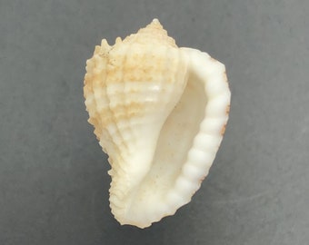 Morum watanabei #1151 Harpidae collectors shell beach cowrie triton coral