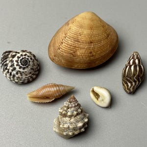 Könnte beinhalten: Eine Sammlung von fünf Muscheln, bestehend aus einer großen glatten beigen Muschel, einer runden Spiralschale mit schwarz-weißem Muster, einer schlanken beigen Kegelschnecke, einer kleinen weißen Kaurischnecke und einer strukturierten grau-weißen Kegelschnecke.