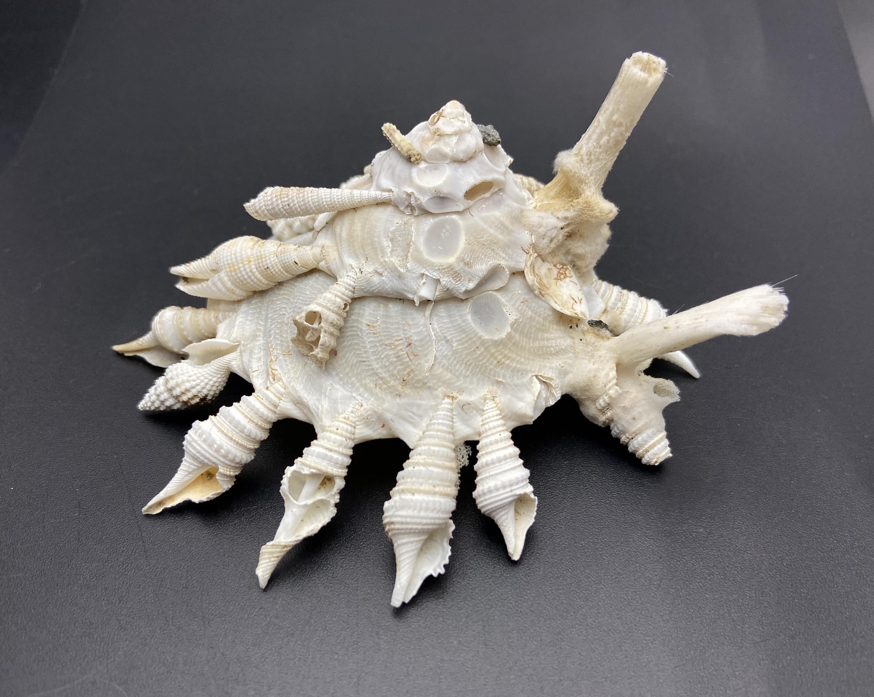Bizarre Carrier Shell 10 Cm Shell Xenophora Pallidula From the