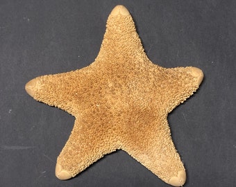 Rare deepsea starfish yellow orange color 18 cm Asterodiscides helonotus collectors item Hard-to-find starfish Rare coastal decor