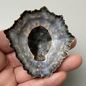 Op de afbeelding: Een kleine, komvormige napjes-schelp met een donker, effen zwart centrum en een doorschijnende, stralende grijs-witte buitenrand. De schelp heeft een grillige, onregelmatige omtrek en een glad, glanzend binnenoppervlak met zichtbare radiale strepen.