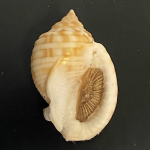 Può includere: Una conchiglia color crema e beige, a forma di spirale. La superficie della conchiglia è strutturata e presenta una grande apertura che rivela un interno dettagliato. L'esterno della conchiglia presenta un motivo a strisce.