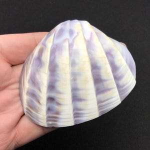 Könnte beinhalten: Eine große, weiße Muschel mit violetten und braunen Streifen. Die Muschel hat eine abgerundete, kuppelförmige Form mit einer Reihe von Rippen, die vertikal in der Mitte verlaufen.