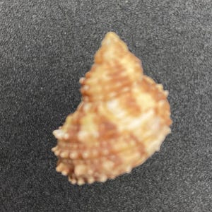 Pode incluir: Uma pequena concha texturizada com formato espiral. A concha apresenta uma mistura de cores castanho claro e castanho, com uma superfície áspera e irregular. É um item natural e orgânico.