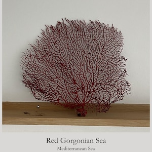 Könnte beinhalten: Ein tiefrotes Gorgonien-Exemplar mit einer komplexen, verzweigten Struktur. Die Koralle steht auf einem hellen Holzregal. Unter dem Bild steht der Text: Red Gorgonian Sea, Mediterranean Sea.