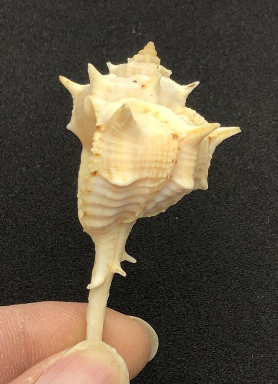 Purple Dye Murex From Italy #murex Brandaris# Collectors Shell