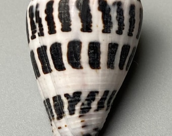 Hebrew Cone - Conus ebraeus - 40 mm - Large size - Philippines - Black and White Shell #3F-2010