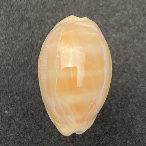 Crassa Carnelian Cowrie violet mouth subspecies from Egypt #Cypraea carneola crassa# collectors shell top quality #1721-6F