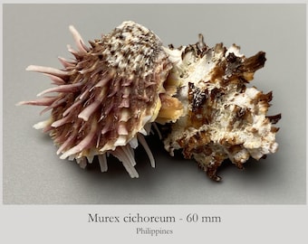 Rare Natural Symbiosis - Spondylus Attached to Dead Murex Shell - Exact Specimen - Natural Attachment - Not Glued #5H-2008