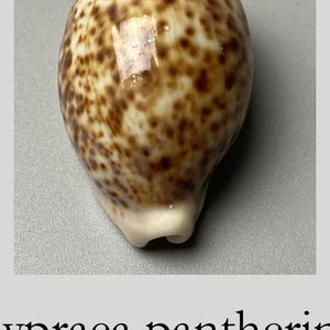 Op de afbeelding: Een Cypraea pantherina schelp met een glad, glanzend oppervlak met bruine vlekken op een crèmekleurige achtergrond. De schelp is ovaal van vorm en meet 58 mm, zoals aangegeven door de tekst eronder, die ook de herkomst Somalië vermeldt.
