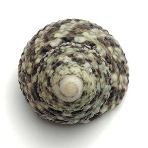 Könnte beinhalten: Eine kleine, spiralförmige Muschel mit einem braunen, grünen und weißen Marmormuster. Die Muschel hat eine spitze Spitze und eine glatte, abgerundete Basis.