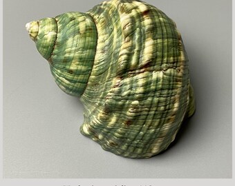 Turbo imperialis - 1100 mm - Madagscar - with operculum - sea shell -Jade Turbo green 3K-2014