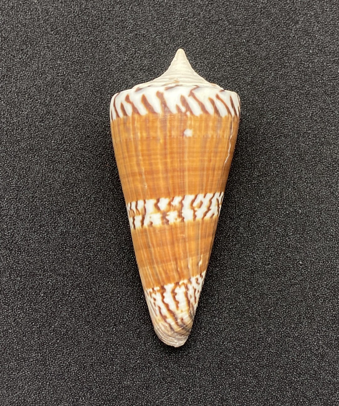 General Cone Shell From the Philippines Sea Shell Collectors Shell ...